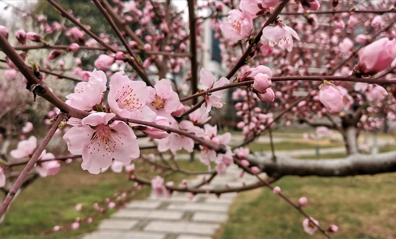 春图片20220322152214.jpg